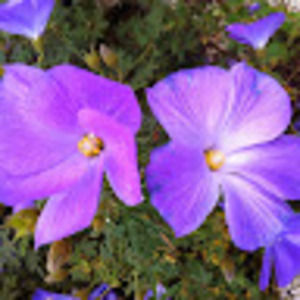 Meet your Posher, Nelta